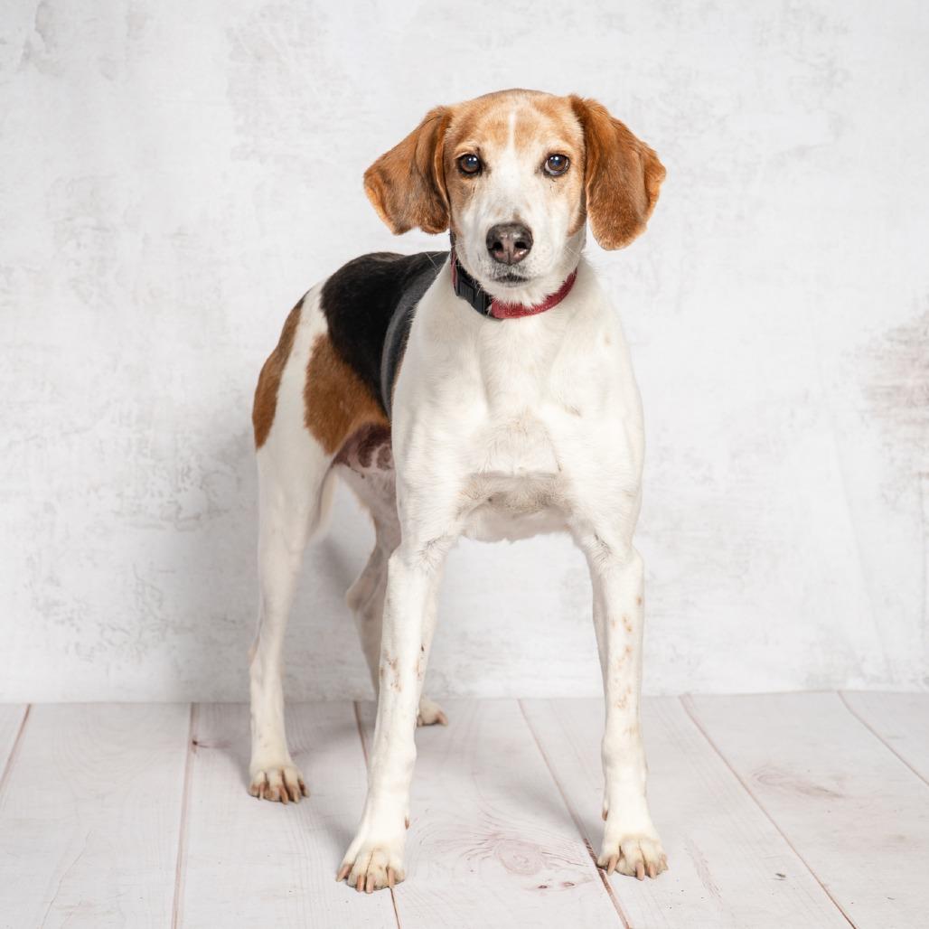 Enlarge Lily, a Adoptable Foxhound in Richmond, VA image 2/6