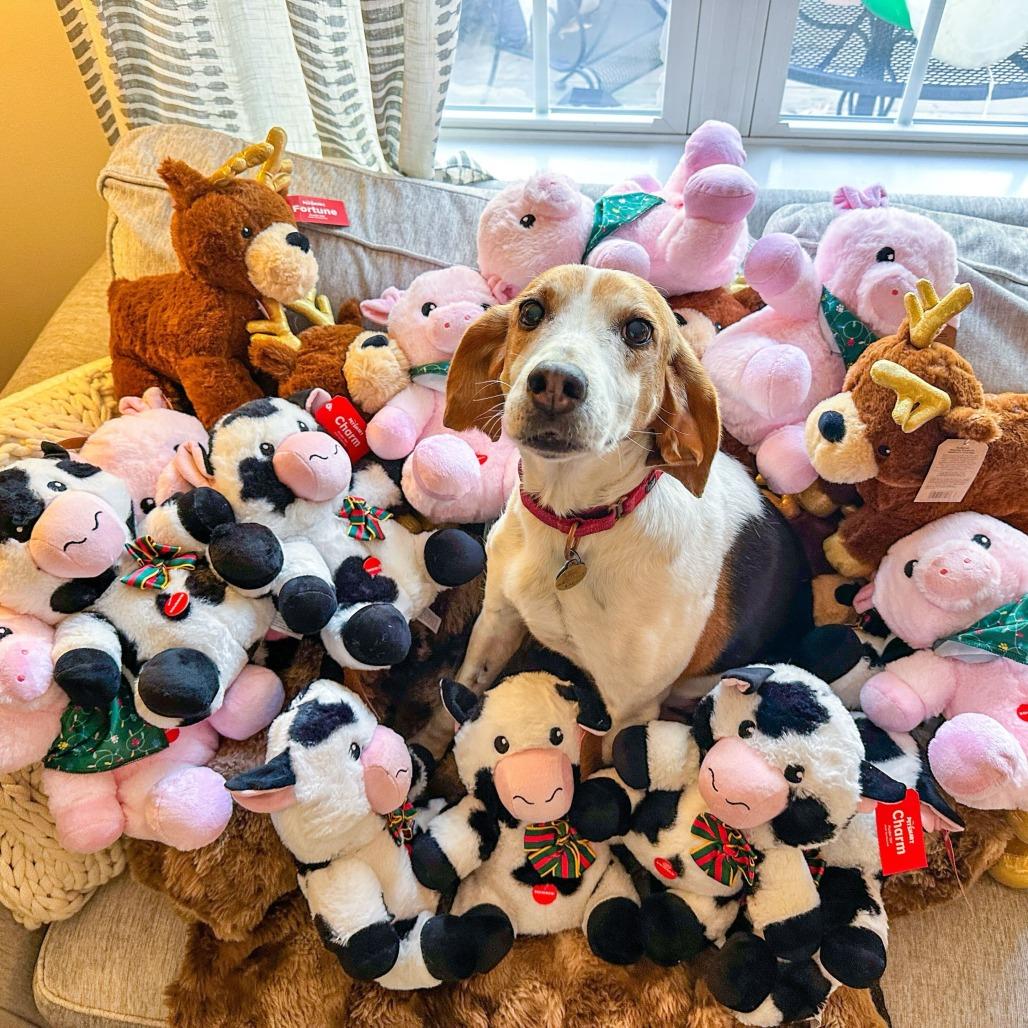 Enlarge Lily, a Adoptable Foxhound in Richmond, VA image 2/6