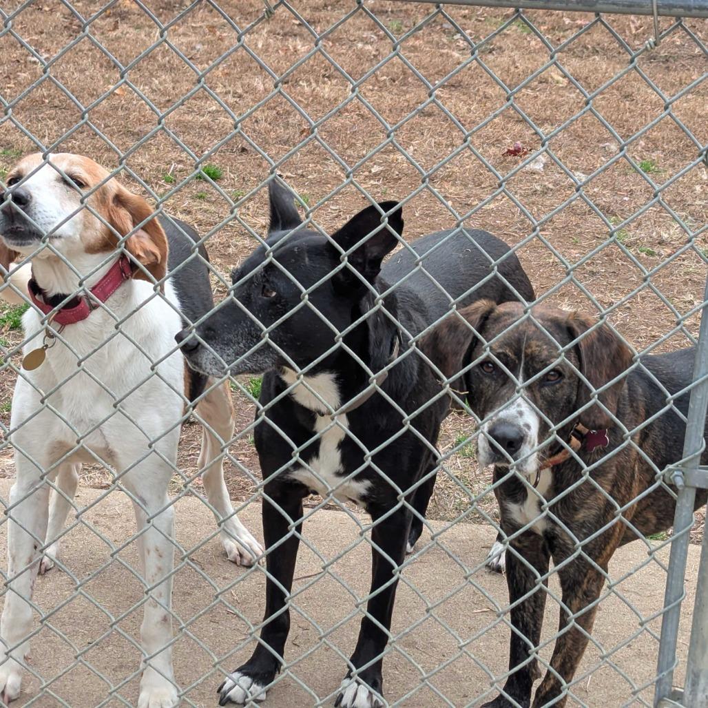 Lily, Adoptable, Adult Female Foxhound.