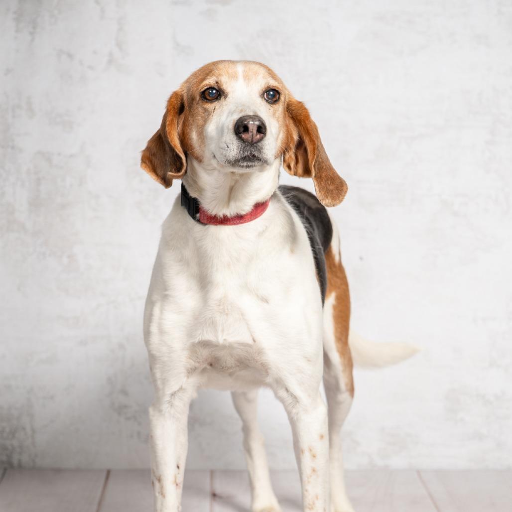Enlarge Lily, a Adoptable Foxhound in Richmond, VA image 3/6