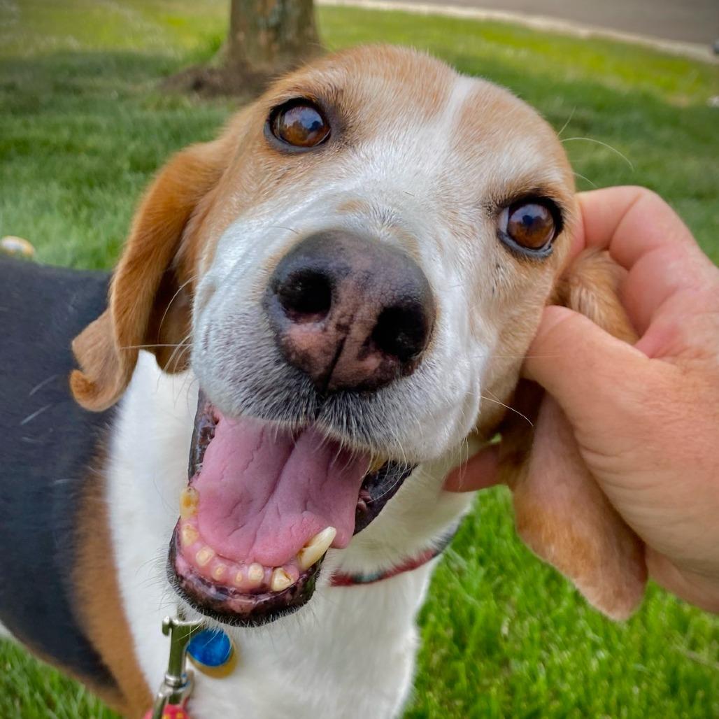 Enlarge Lily, a Adoptable Foxhound in Richmond, VA image 4/6