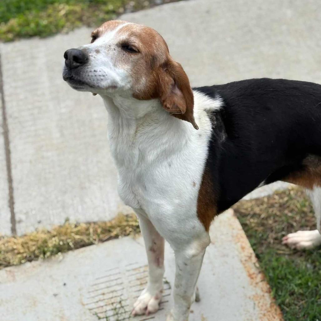 Enlarge Lily, a Adoptable Foxhound in Richmond, VA image 3/6