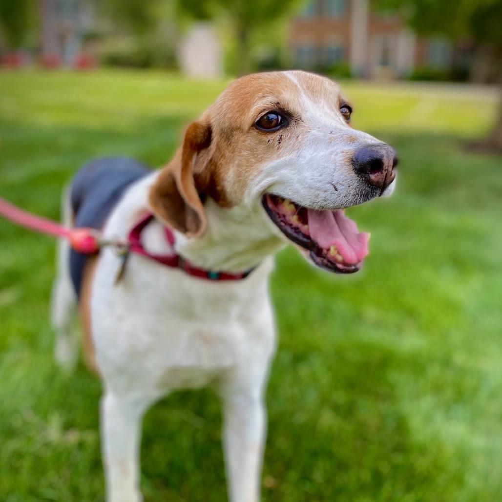 Enlarge Lily, a Adoptable Foxhound in Richmond, VA image 5/6