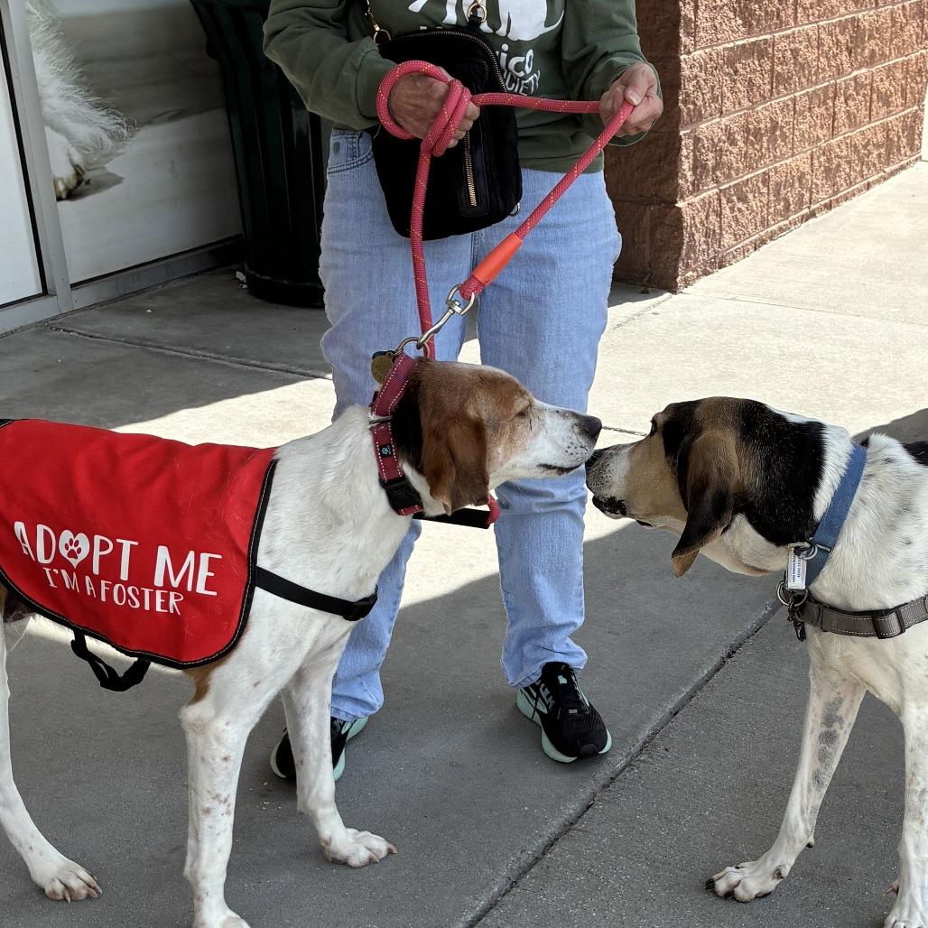 Enlarge Lily, a Adoptable Foxhound in Richmond, VA image 5/6