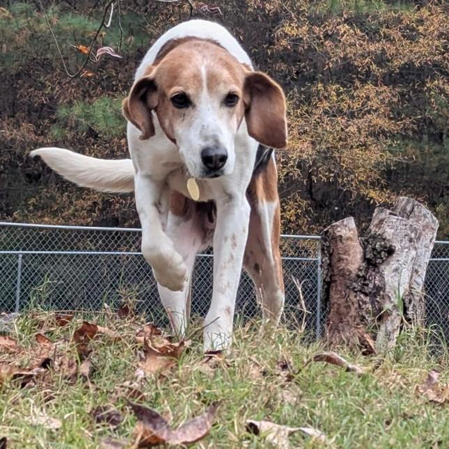 Enlarge Lily, a Adoptable Foxhound in Richmond, VA image 5/6