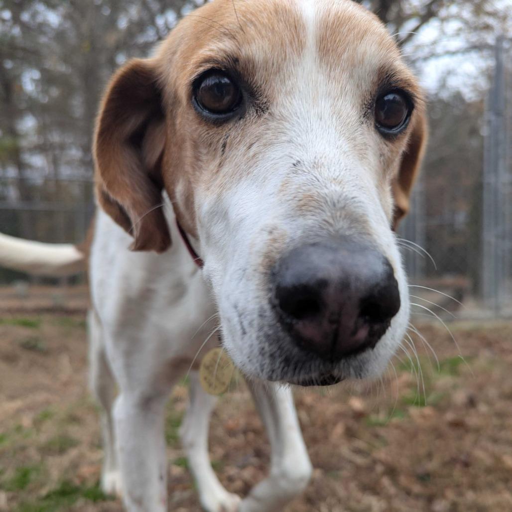 Enlarge Lily, a Adoptable Foxhound in Richmond, VA image 6/6
