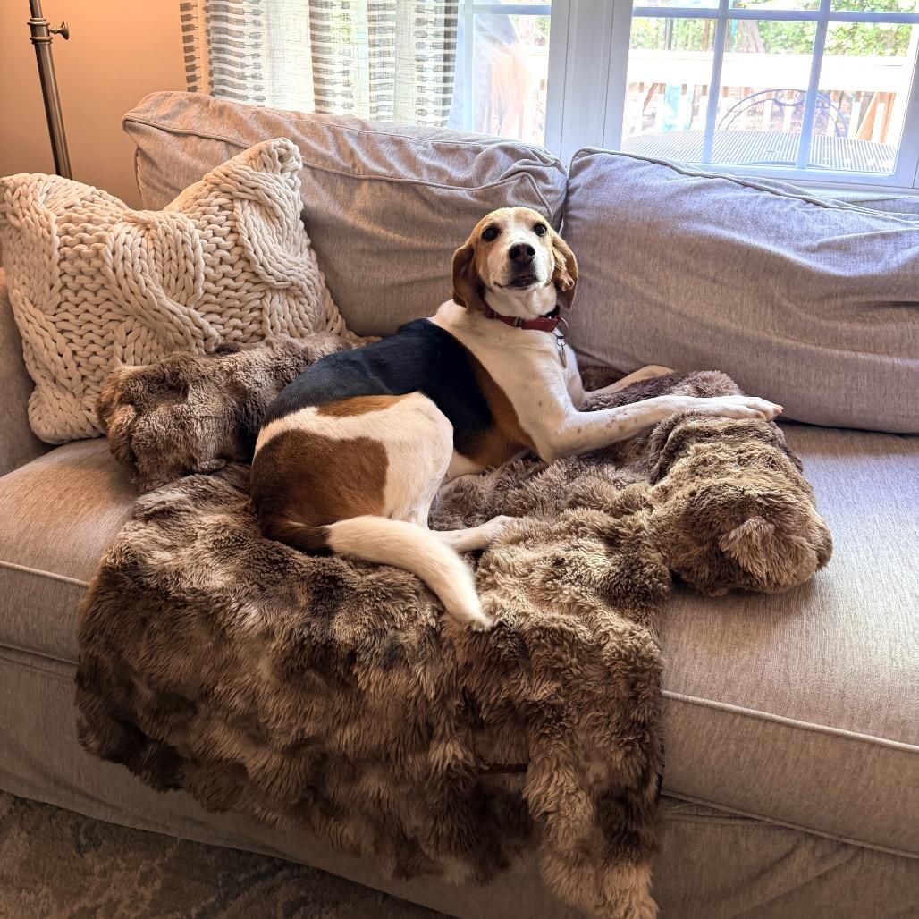 Enlarge Lily, a Adoptable Foxhound in Richmond, VA image 6/6