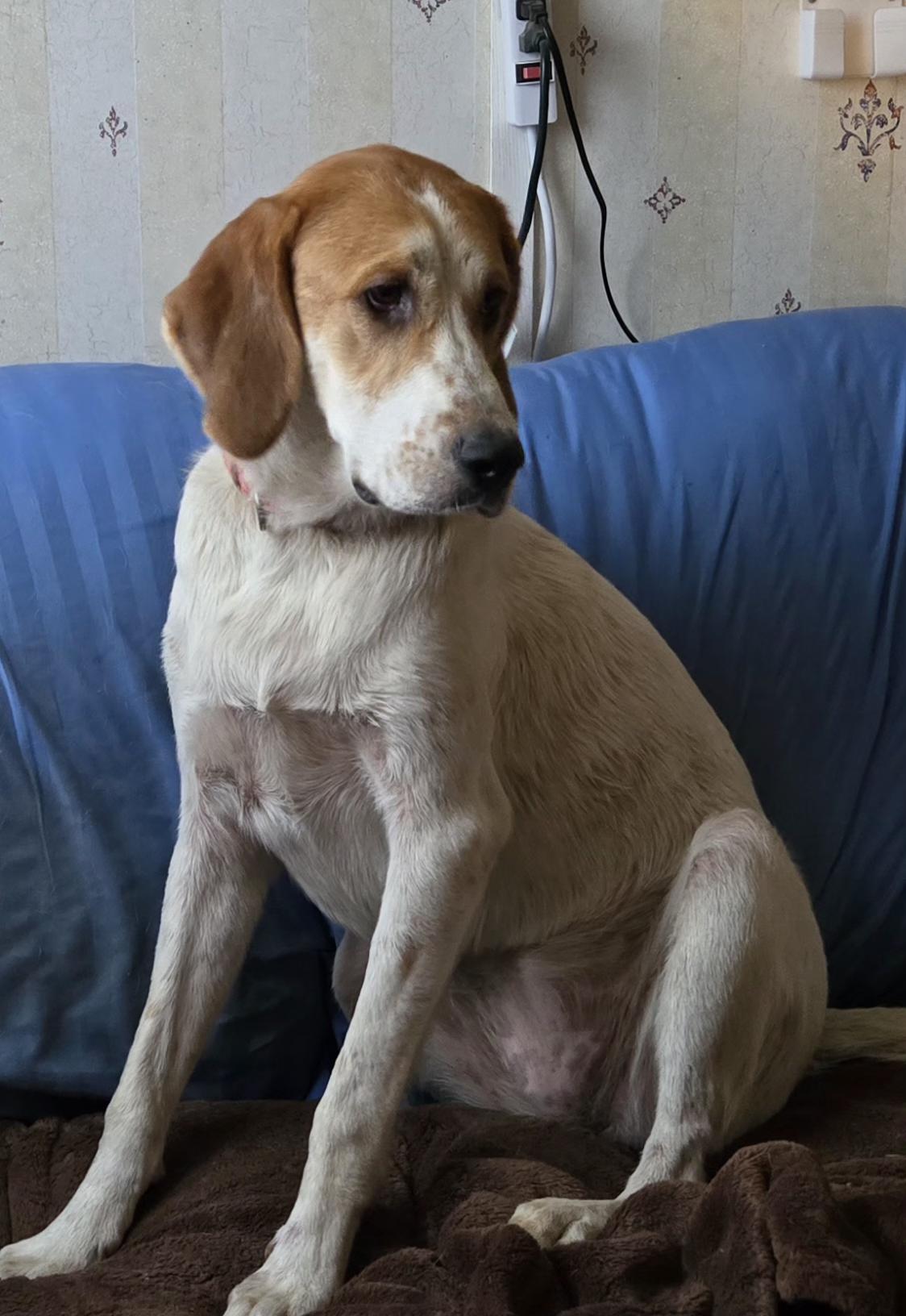 Diamond, Adopted, Young Female Hound & Great Pyrenees.