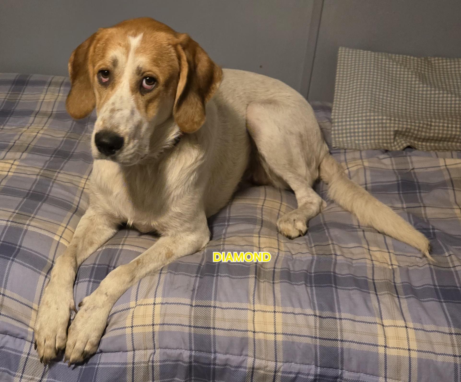 Diamond, a Adopted mixed breed in Oakman, AL image 2/6