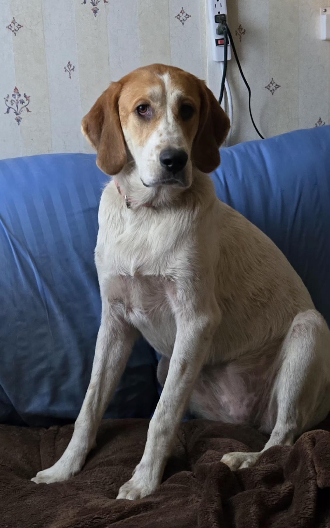 Diamond, a Adopted mixed breed in Oakman, AL image 3/6