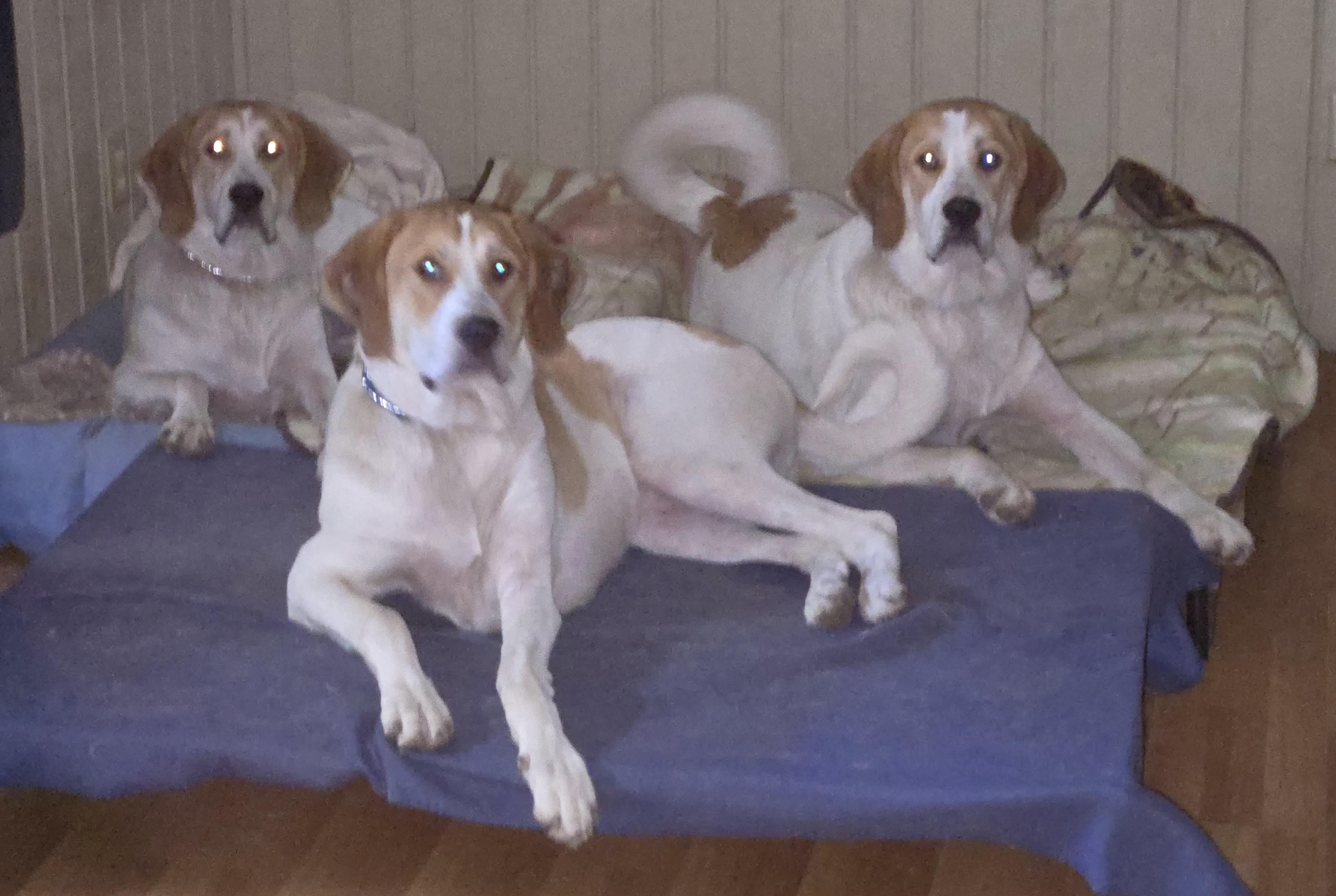 Diamond, a Adopted mixed breed in Oakman, AL image 4/6