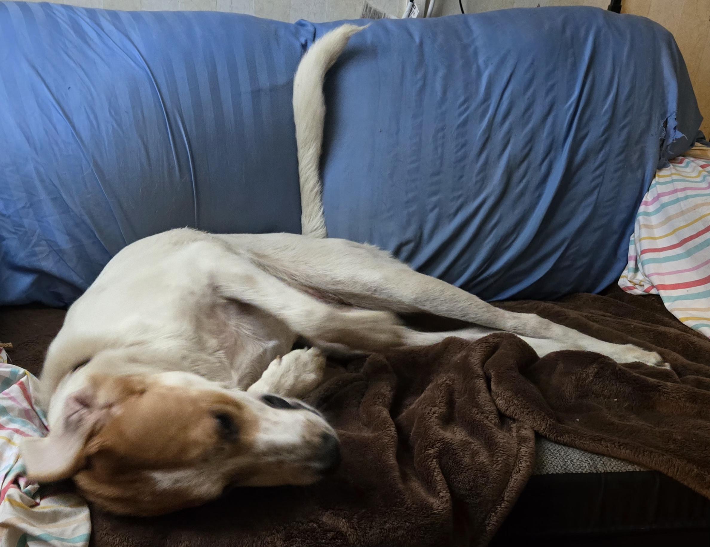 Diamond, a Adopted mixed breed in Oakman, AL image 5/6