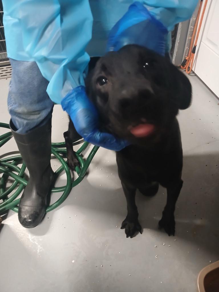 Enlarge Iridessa (Green), a Adoptable Labrador Retriever in Waverly, NY image 1/1