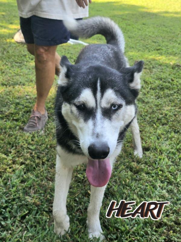 Nika, a Adoptable Siberian Husky in Millersville, MD image 1/3