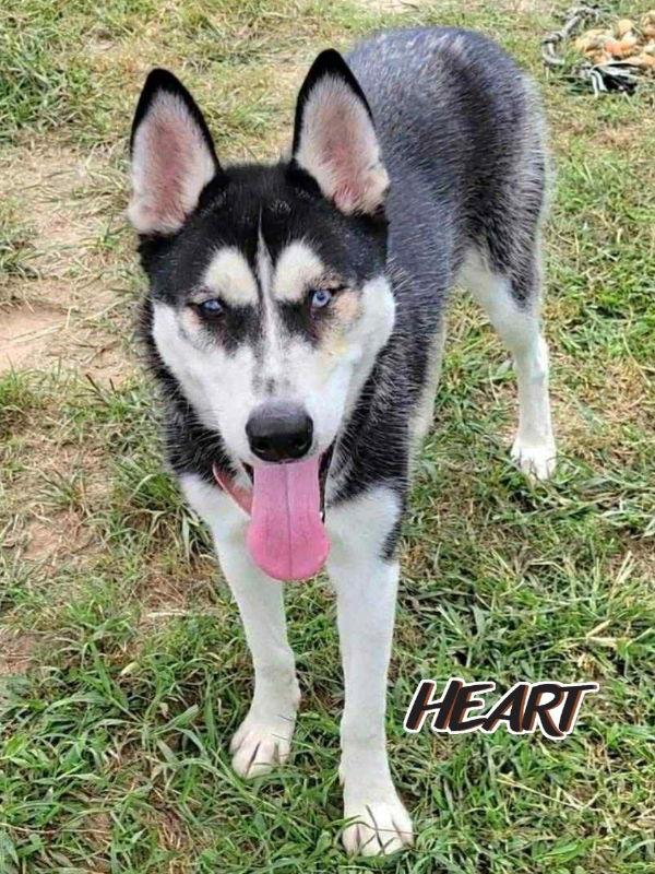 Nika, a Adoptable Siberian Husky in Millersville, MD image 2/3