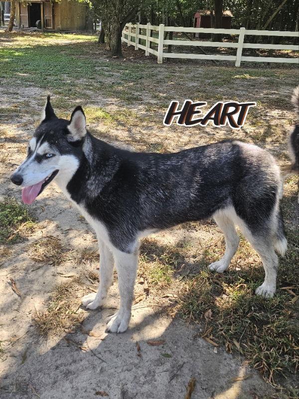 Nika, a Adoptable Siberian Husky in Millersville, MD image 3/3
