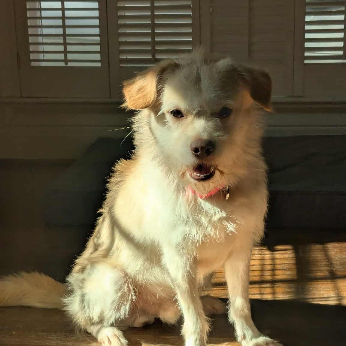 Zip : The sweet shadow you need