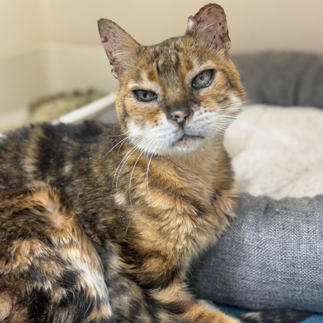 Leonard, Adoptable, Senior Male Bengal.