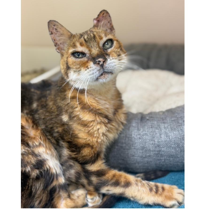 Enlarge Leonard, a Adoptable Bengal in Alexandria, VA image 2/6