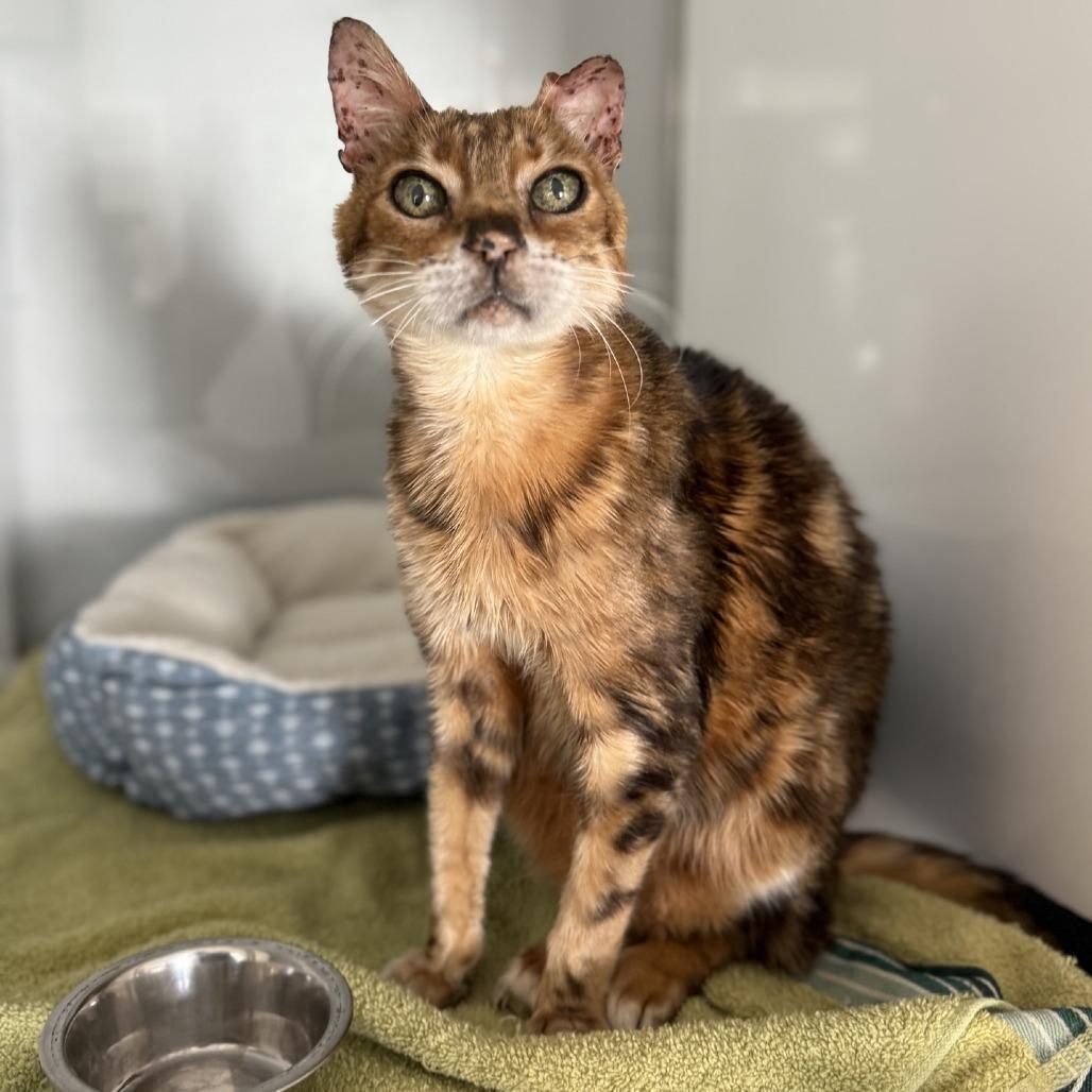 Enlarge Leonard, a Adoptable Bengal in Alexandria, VA image 3/6