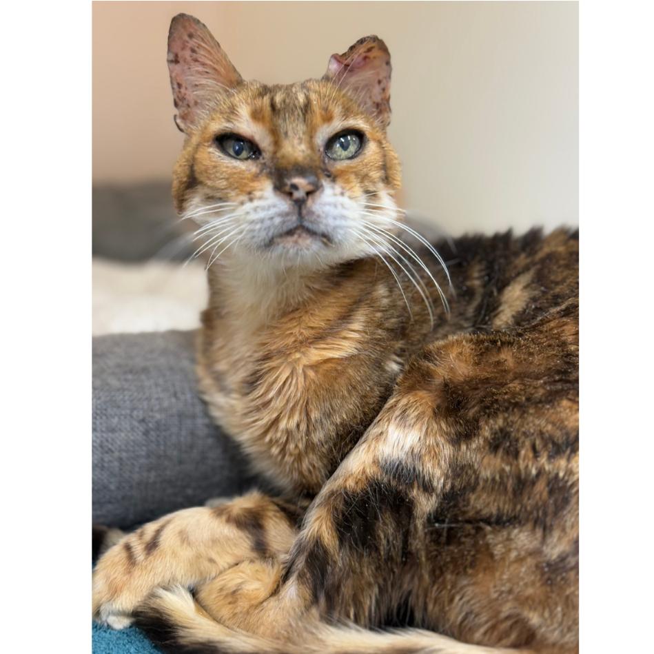 Enlarge Leonard, a Adoptable Bengal in Alexandria, VA image 4/6