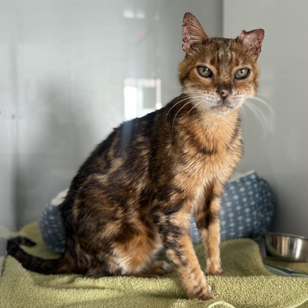 Enlarge Leonard, a Adoptable Bengal in Alexandria, VA image 5/6
