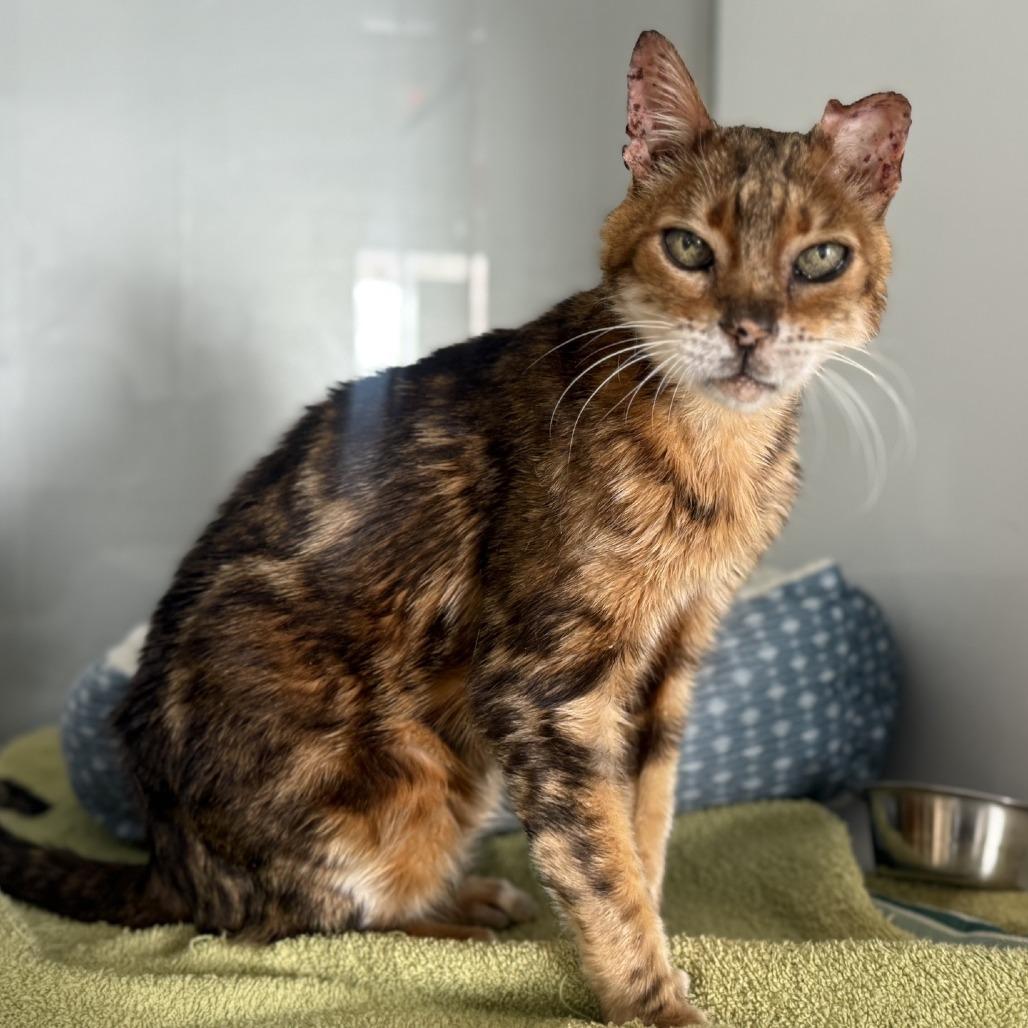 Enlarge Leonard, a Adoptable Bengal in Alexandria, VA image 6/6