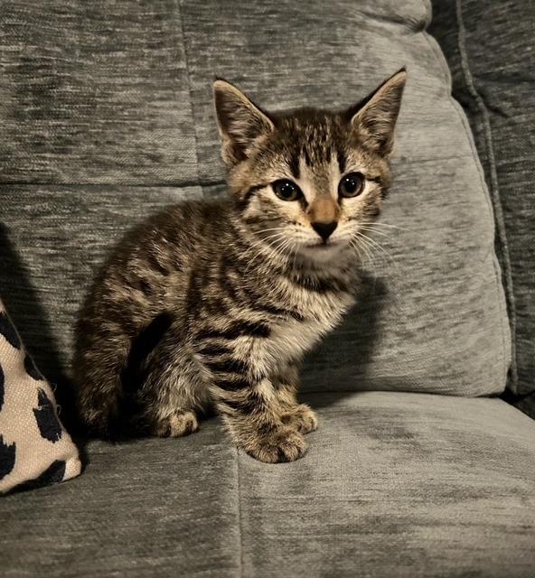 Nugget