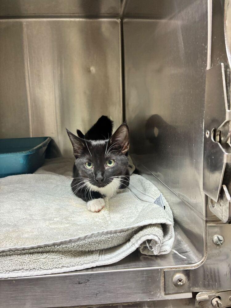 Georgia, Adoptable, Kitten Female Domestic Short Hair.