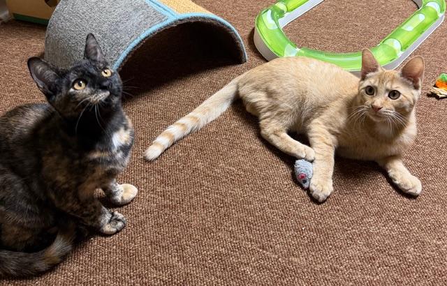 Enlarge Chito and Teacup- great friends and siblings, an adopted Domestic Short Hair in Portland, OR image 6/6