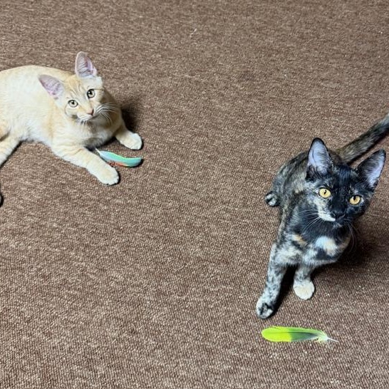 Enlarge Chito and Teacup- great friends and siblings, an adopted Domestic Short Hair in Portland, OR image 4/6