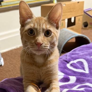 Enlarge Chito and Teacup- great friends and siblings, an adopted Domestic Short Hair in Portland, OR image 3/6