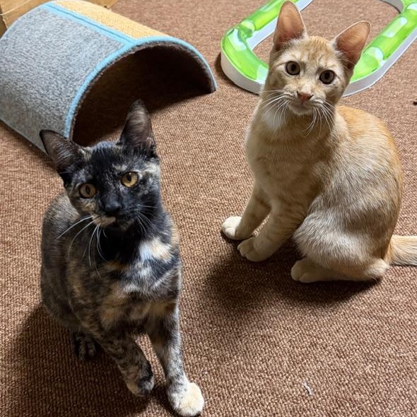 Enlarge Chito and Teacup- great friends and siblings, an adopted Domestic Short Hair in Portland, OR image 5/6