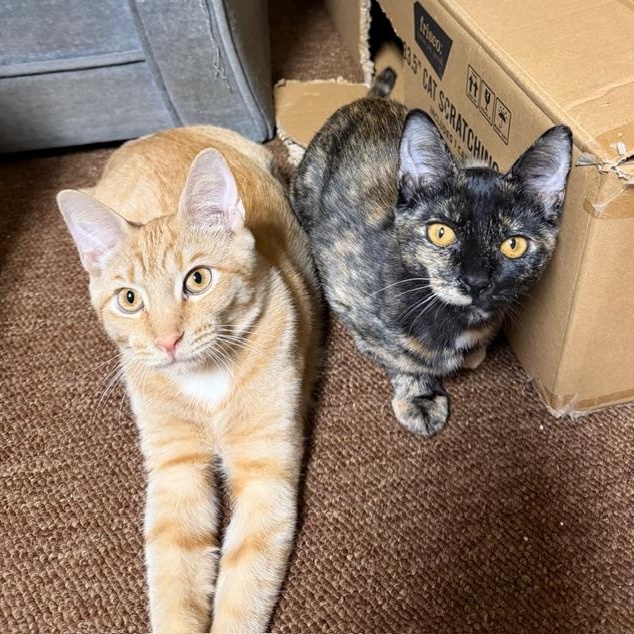 Enlarge Chito and Teacup- great friends and siblings, an adopted Domestic Short Hair in Portland, OR image 1/6
