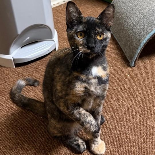 Enlarge Chito and Teacup- great friends and siblings, an adopted Domestic Short Hair in Portland, OR image 2/6