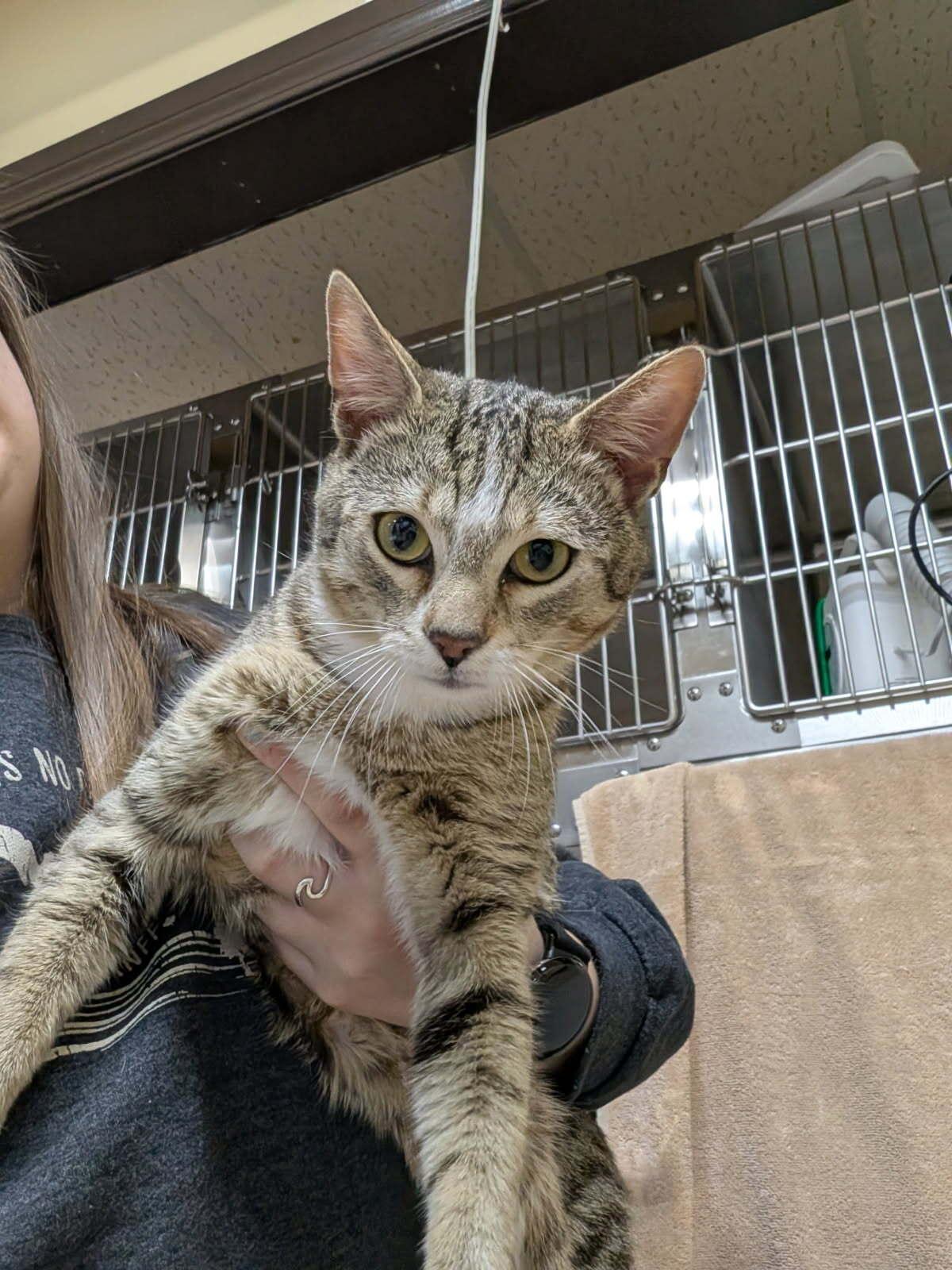 Fuji, adopted, Young Male Domestic Short Hair.