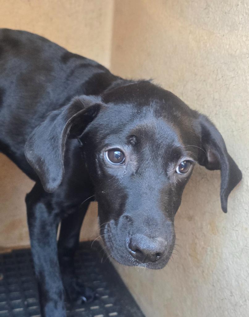 Prince, Adoptable, Young Male Mixed Breed.