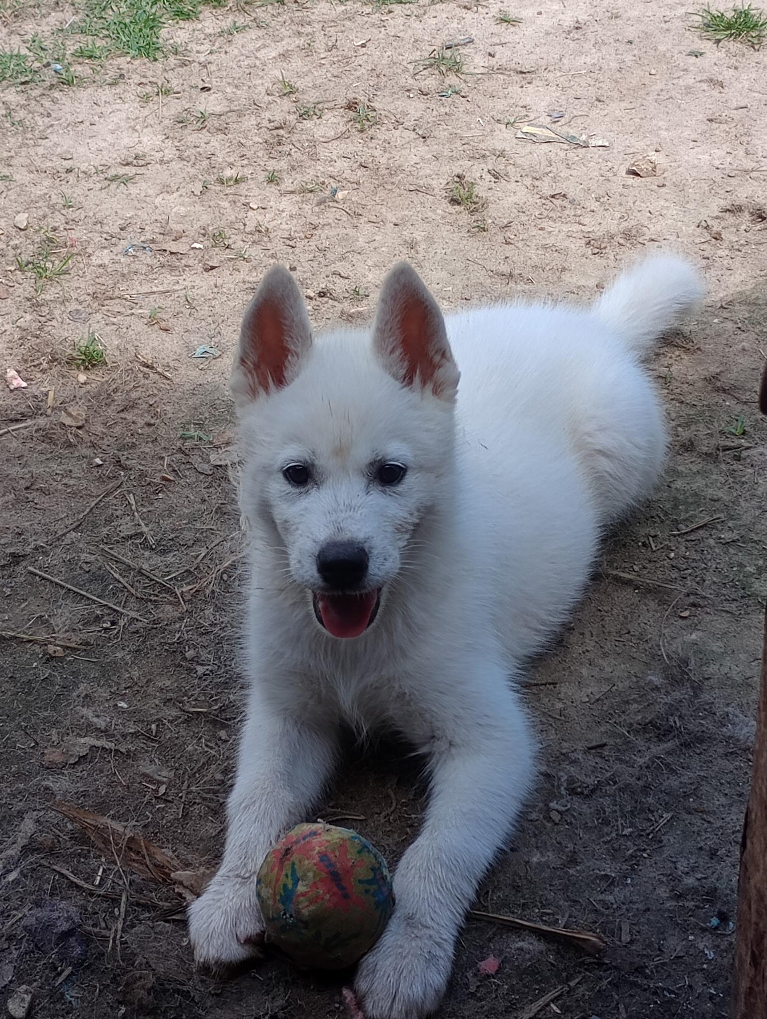 Enlarge Ireland, a ADOPTABLE Husky in Baker, LA image 3/4