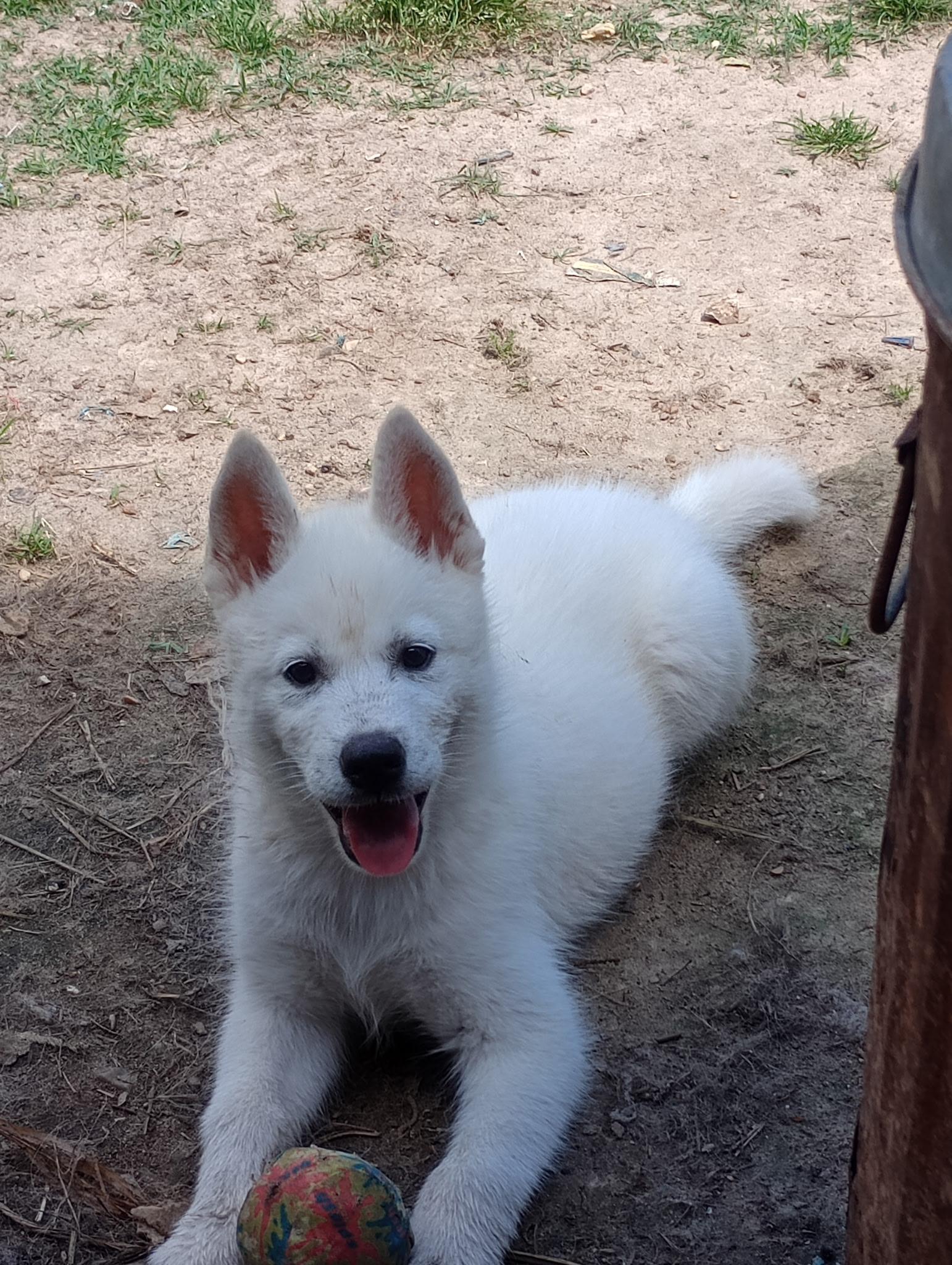 Enlarge Ireland, a ADOPTABLE Husky in Baker, LA image 1/4