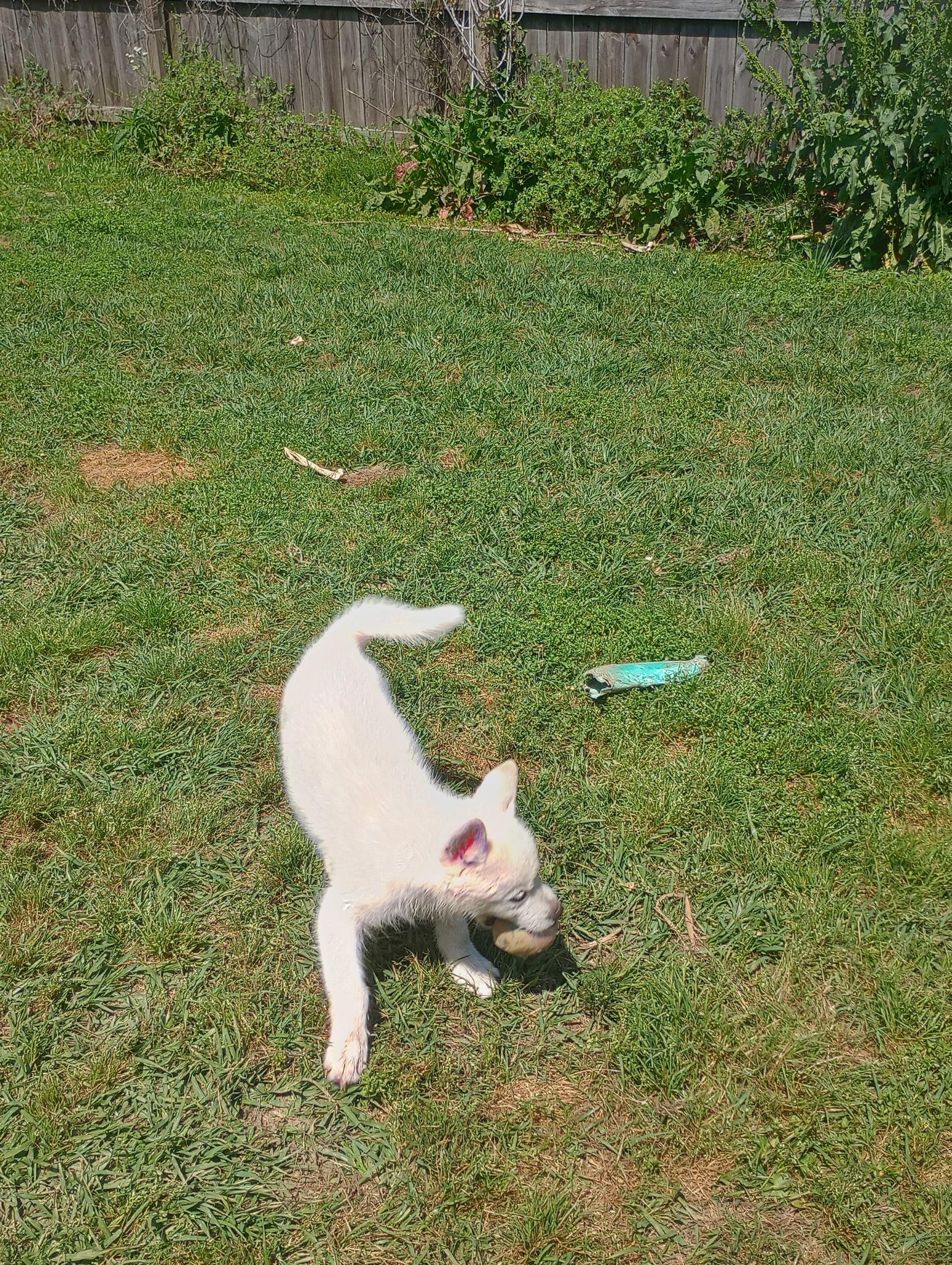 Enlarge Ireland, a ADOPTABLE Husky in Baker, LA image 4/4
