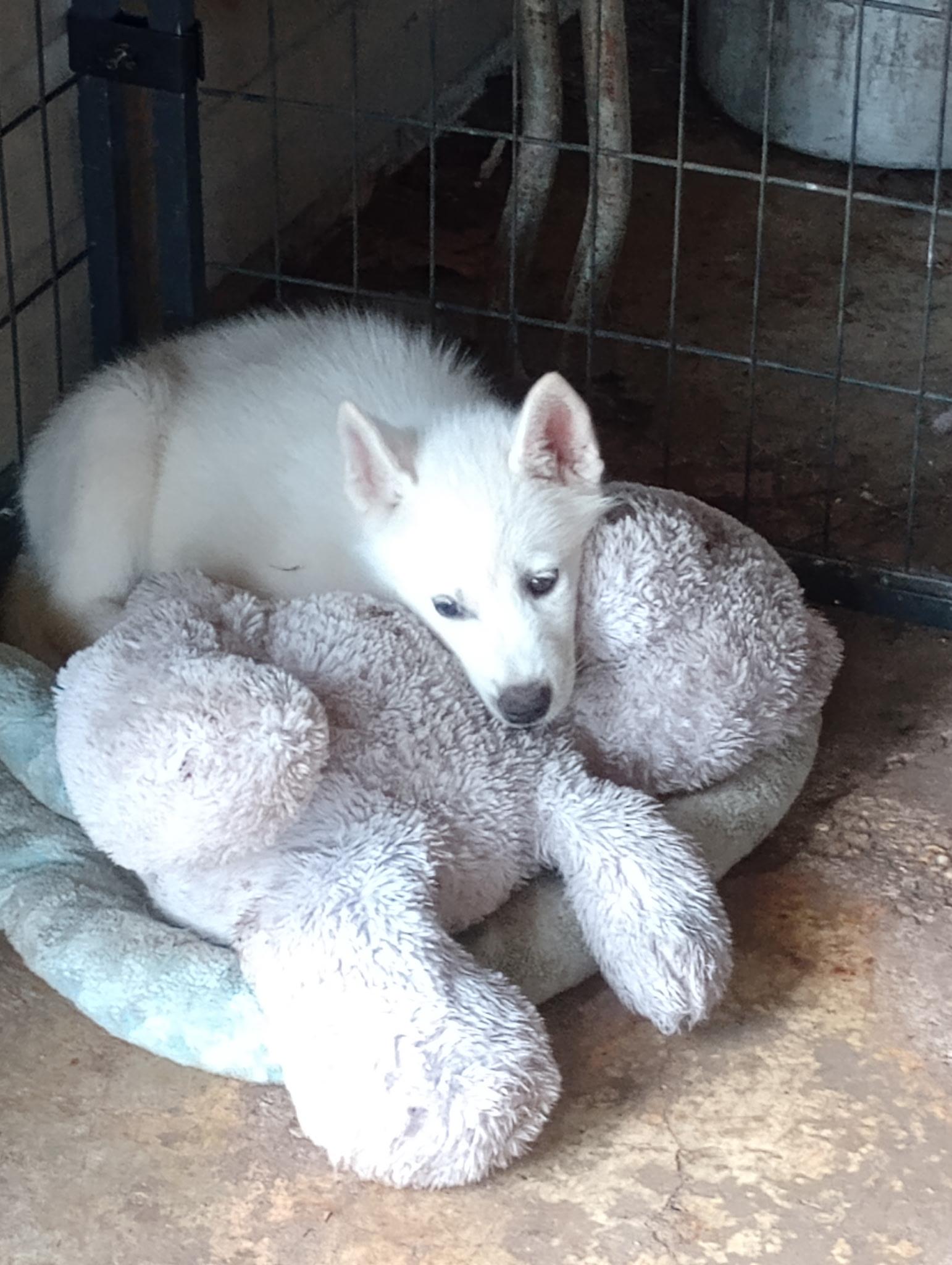 Enlarge Ireland, a ADOPTABLE Husky in Baker, LA image 2/4