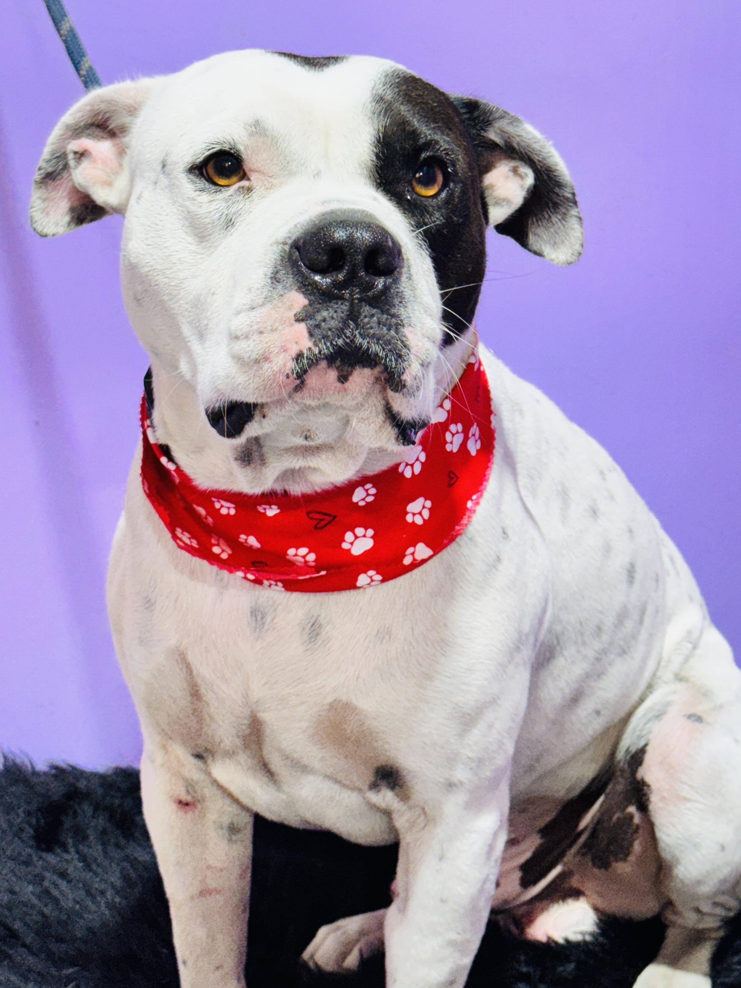 Enlarge BRUTUS, a ADOPTABLE mixed breed in Jacksonville, FL image 2/5