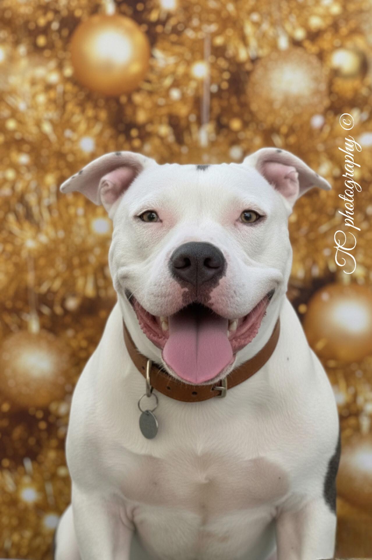 Enlarge BRUTUS, a ADOPTABLE mixed breed in Jacksonville, FL image 3/5