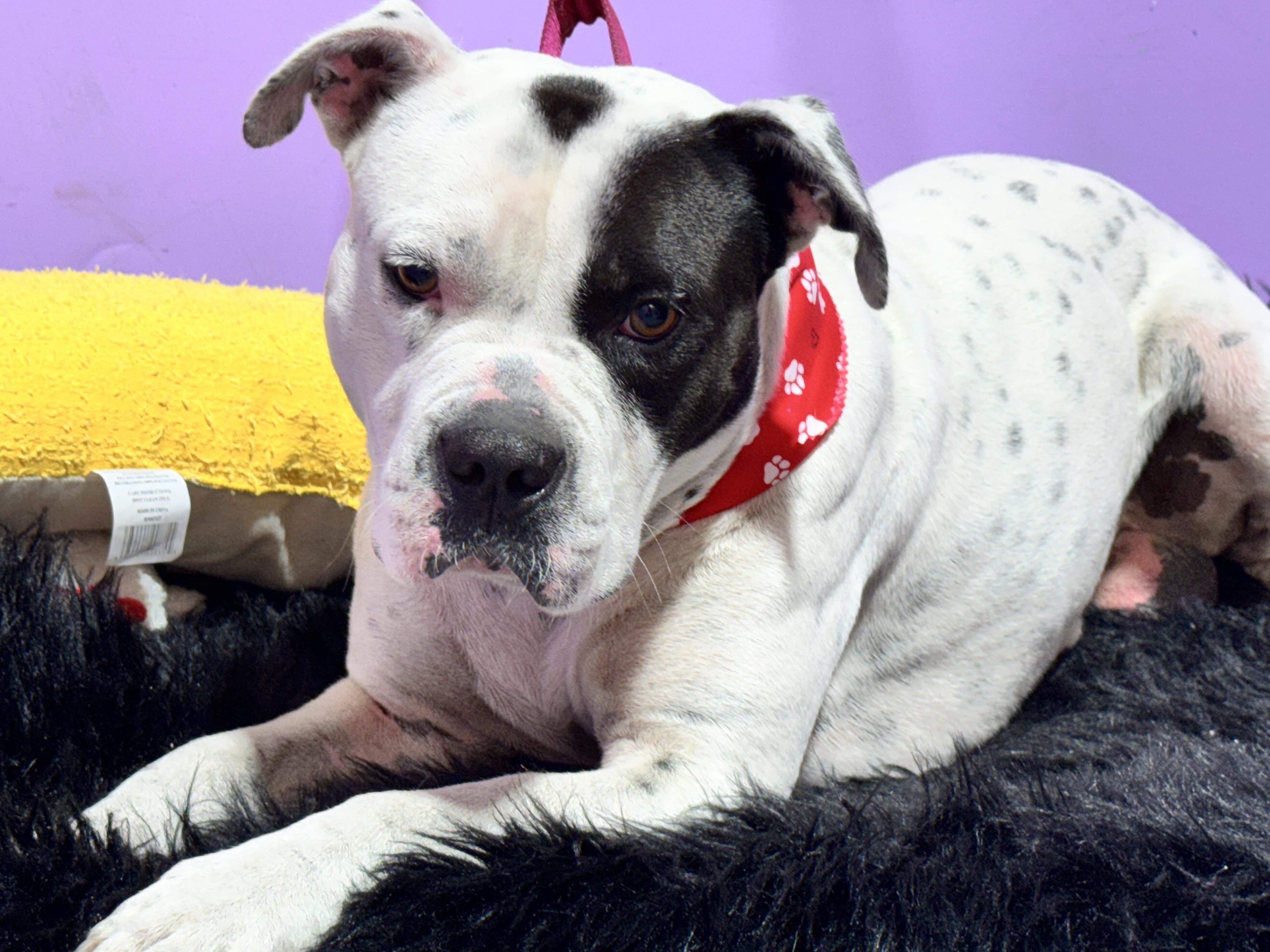 Enlarge BRUTUS, a ADOPTABLE mixed breed in Jacksonville, FL image 4/5