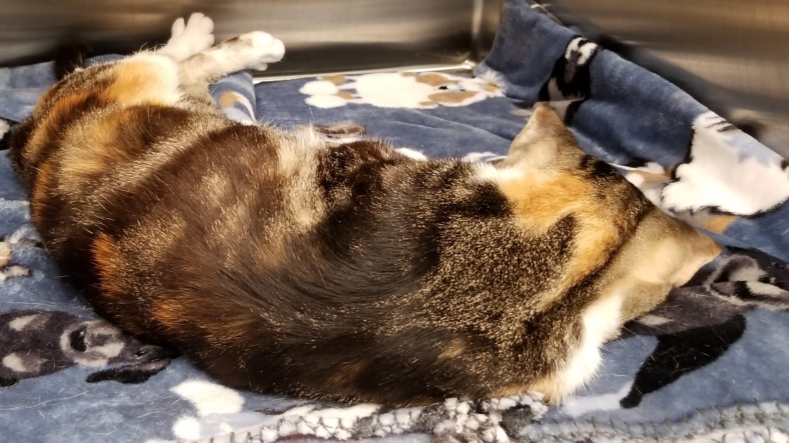 Enlarge TATTOO , a Adoptable Tortoiseshell in Sardinia, OH image 1/6
