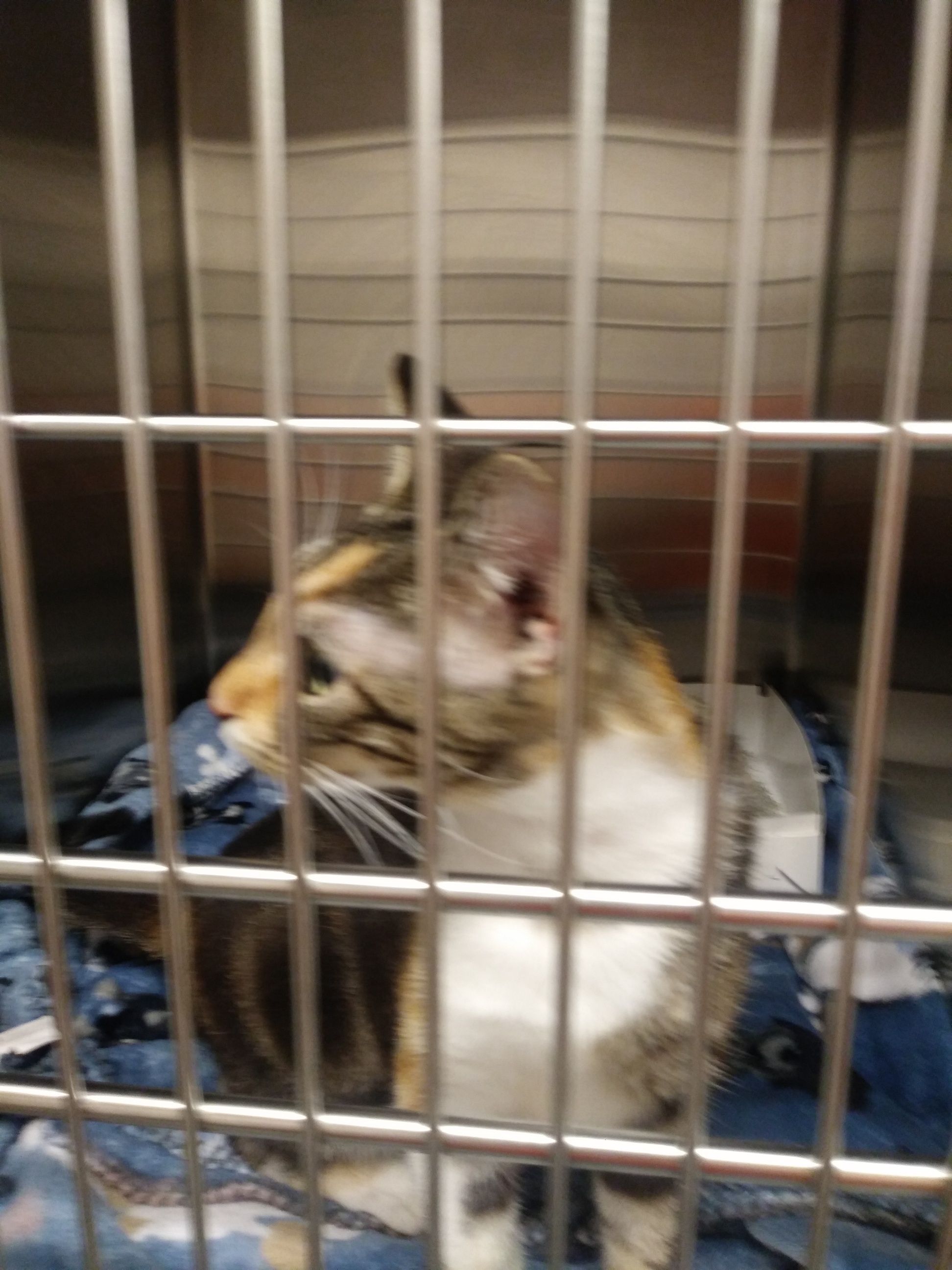 Enlarge TATTOO , a Adoptable Tortoiseshell in Sardinia, OH image 2/6