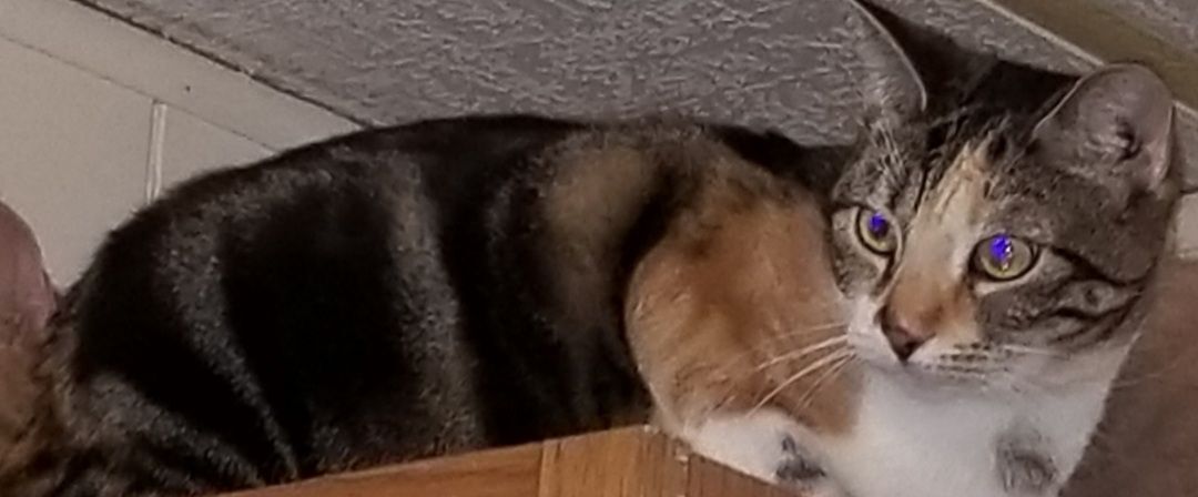 Enlarge TATTOO , a Adoptable Tortoiseshell in Sardinia, OH image 3/6