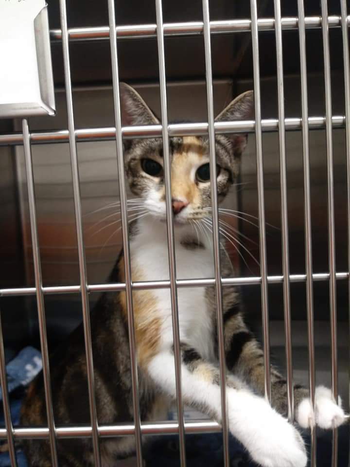 Enlarge TATTOO , a Adoptable Tortoiseshell in Sardinia, OH image 4/6