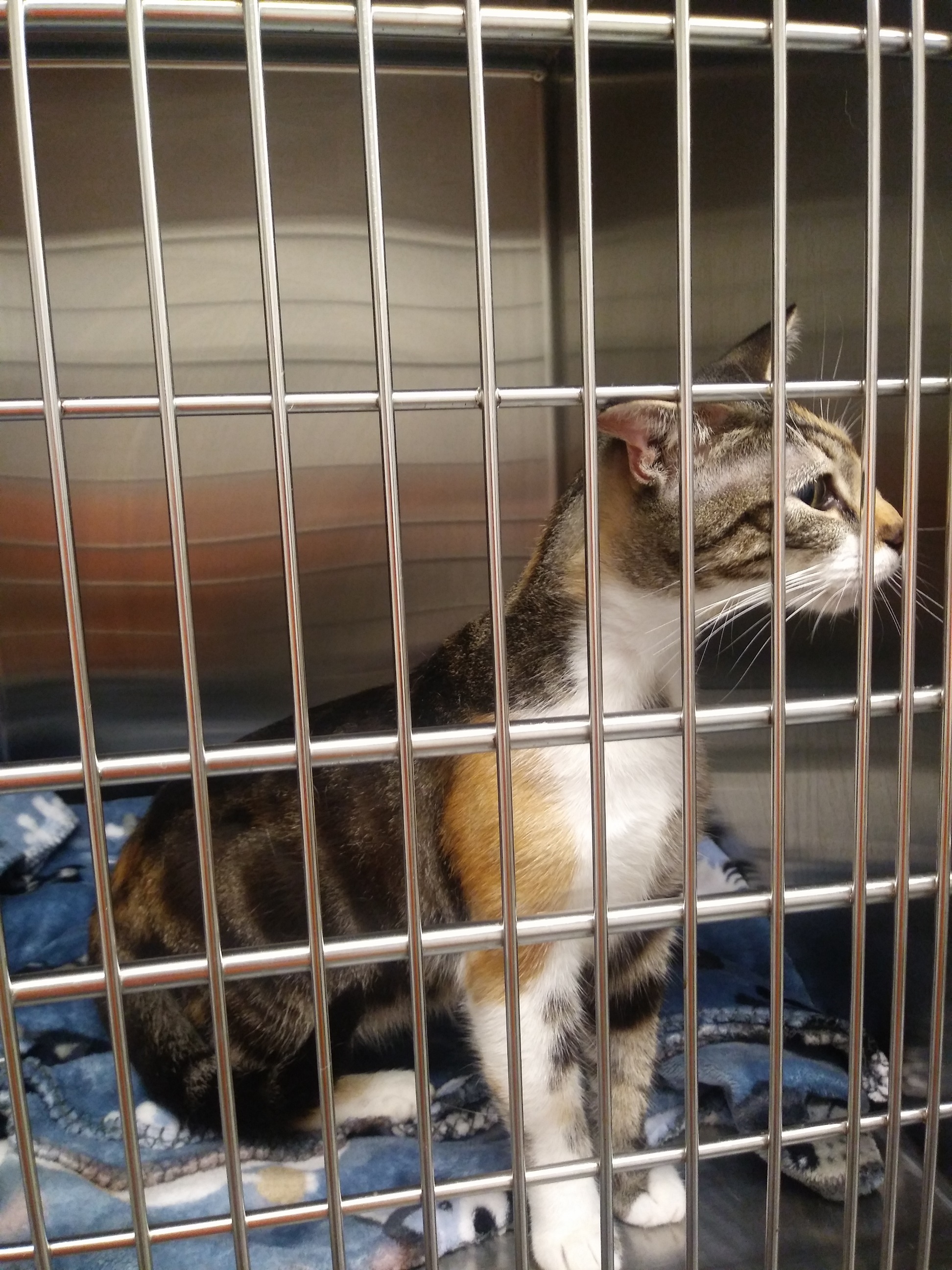 Enlarge TATTOO , a Adoptable Tortoiseshell in Sardinia, OH image 5/6