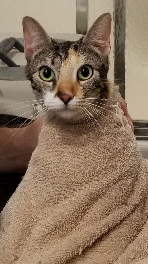 Enlarge TATTOO , a Adoptable Tortoiseshell in Sardinia, OH image 6/6